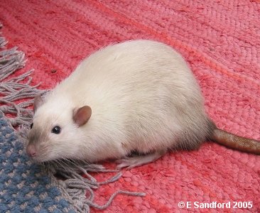Himalayan shop dumbo rat