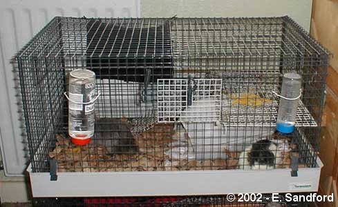 cage size for 2 rats